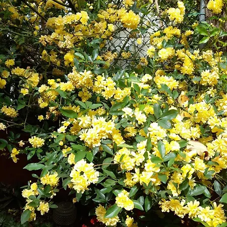 Garden View * 卡斯凯什