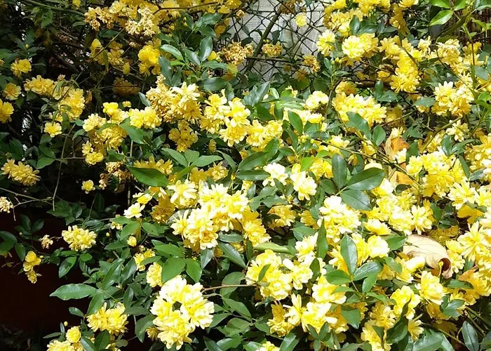 Garden View * Віавіа